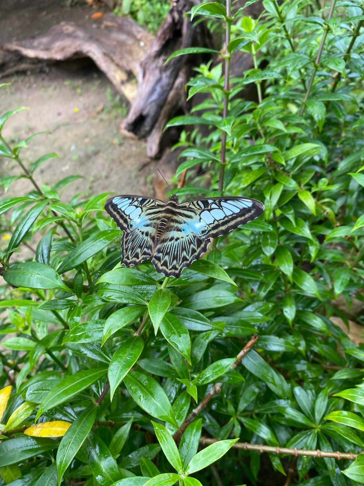 Seree Bungalows & Chill Bar Koh Chang Ngoại thất bức ảnh